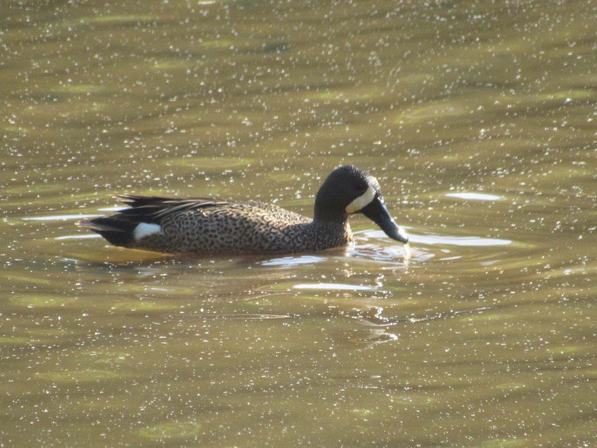 Blue-winged Teal - ML618206992