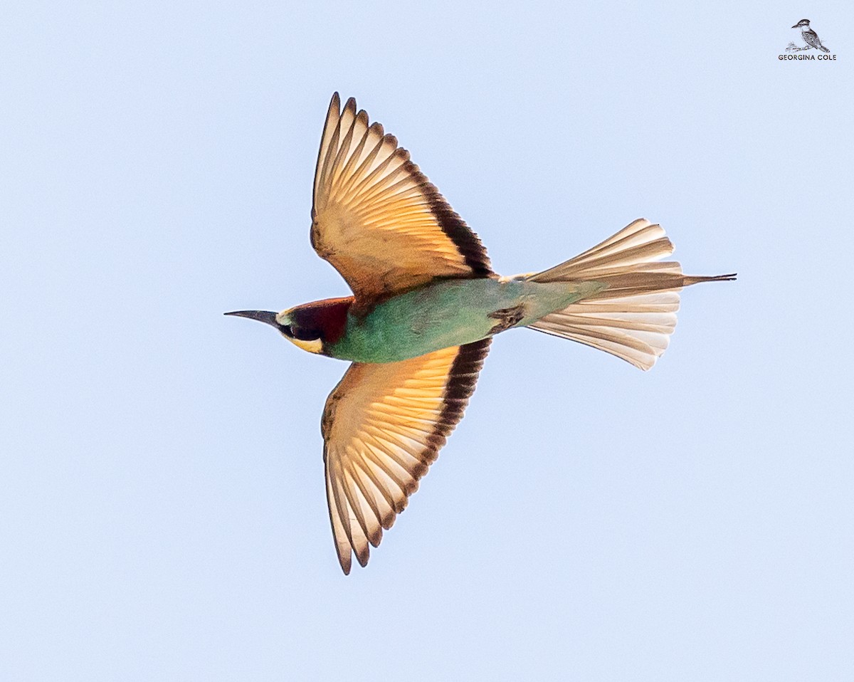 European Bee-eater - ML618207016