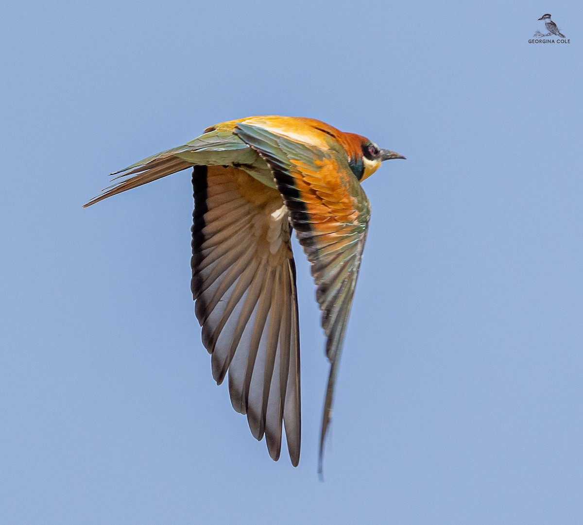 European Bee-eater - ML618207017