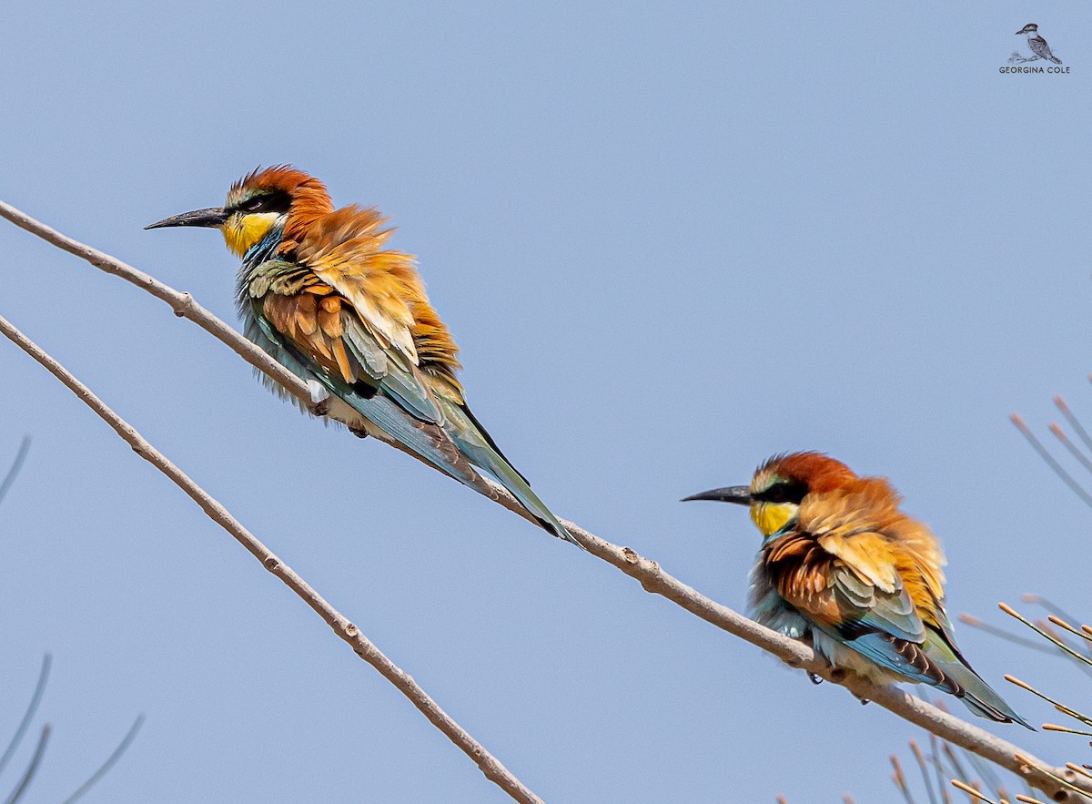 European Bee-eater - ML618207018