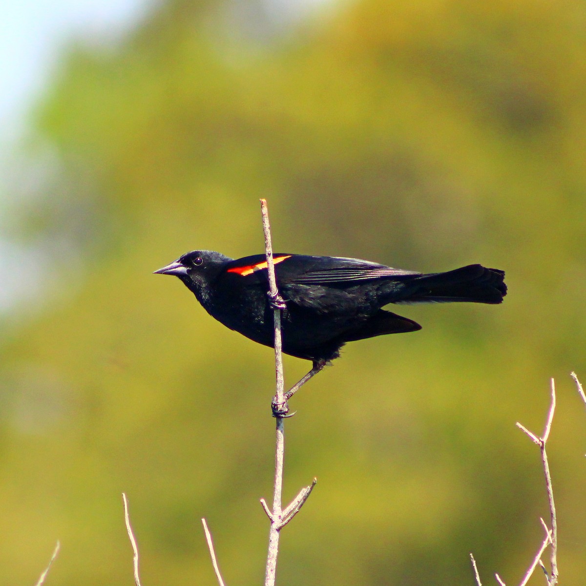 Red-winged Blackbird - Oleksii Dubovyk