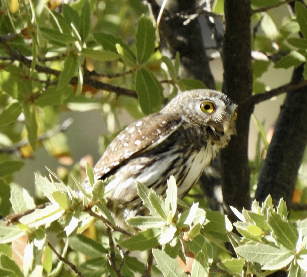 Northern Pygmy-Owl - ML618207081