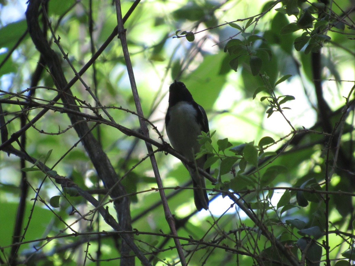 Black-throated Blue Warbler - ML618207101
