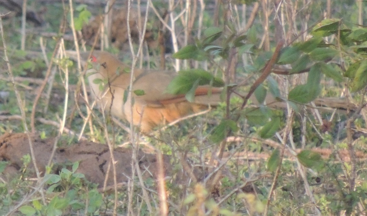 Great Lizard-Cuckoo (Cuban) - ML618207103
