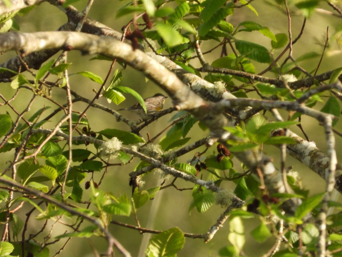 Yellow-rumped Warbler (Audubon's) - ML618207104