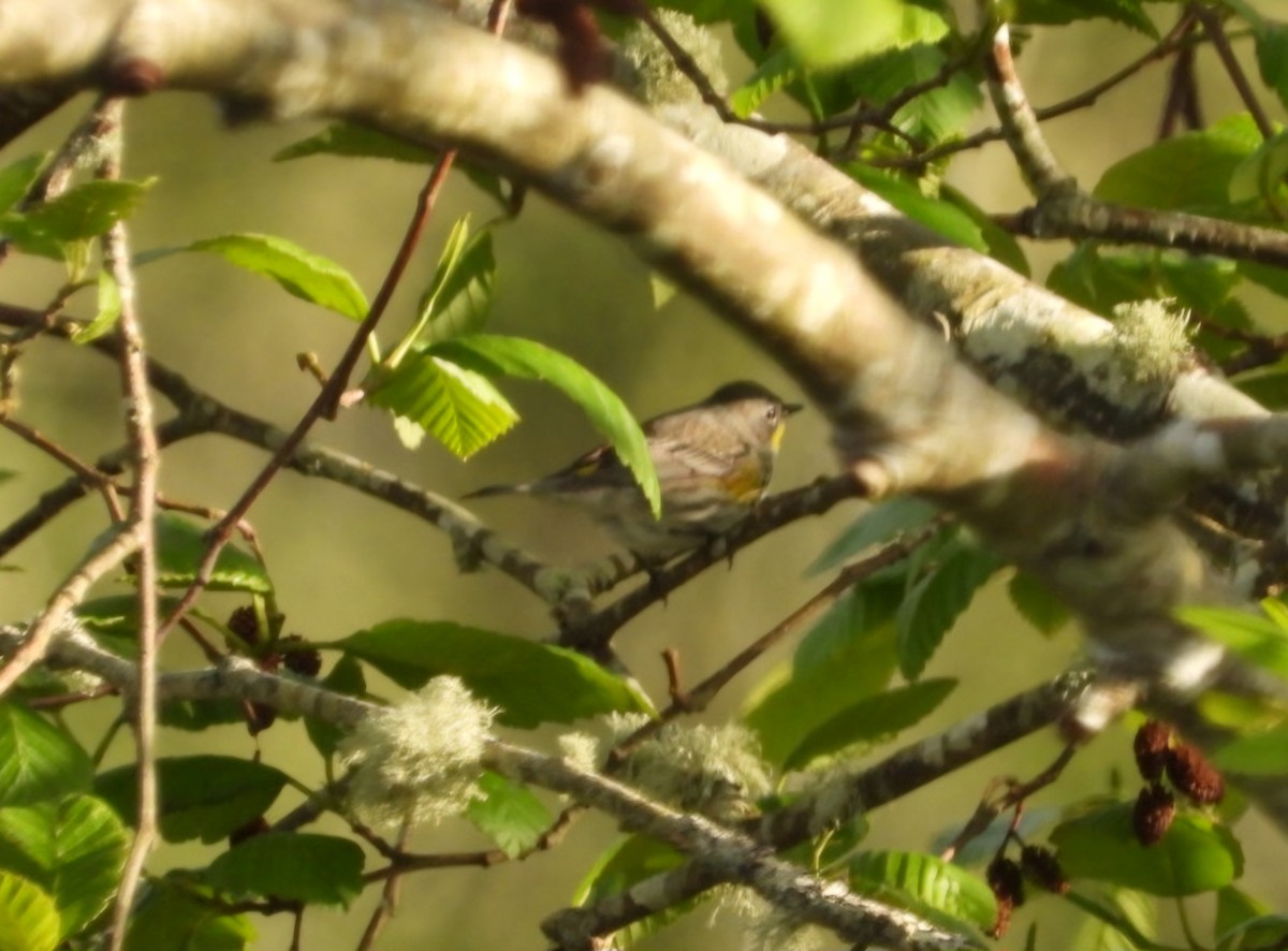 Yellow-rumped Warbler (Audubon's) - Samantha Hollo