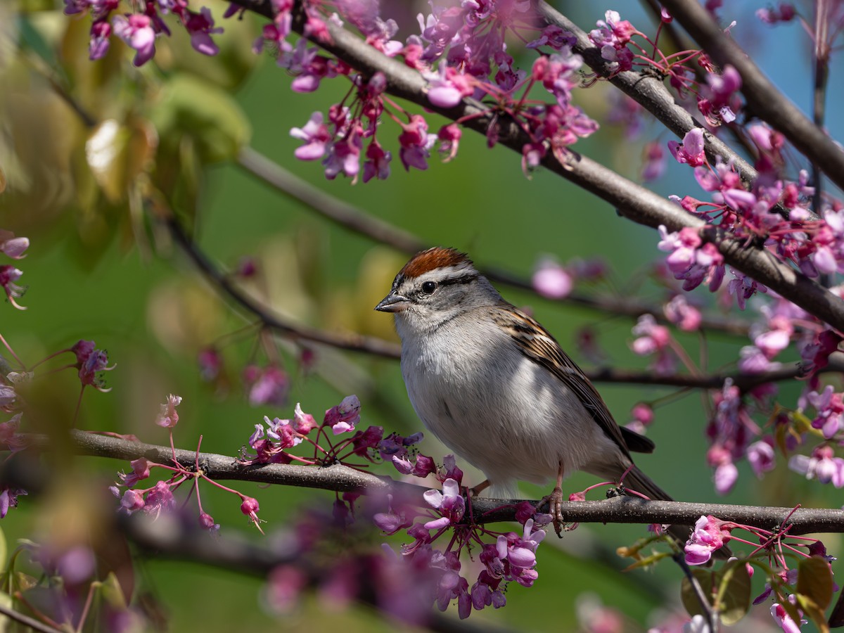 Chipping Sparrow - Lawrence Rhoads