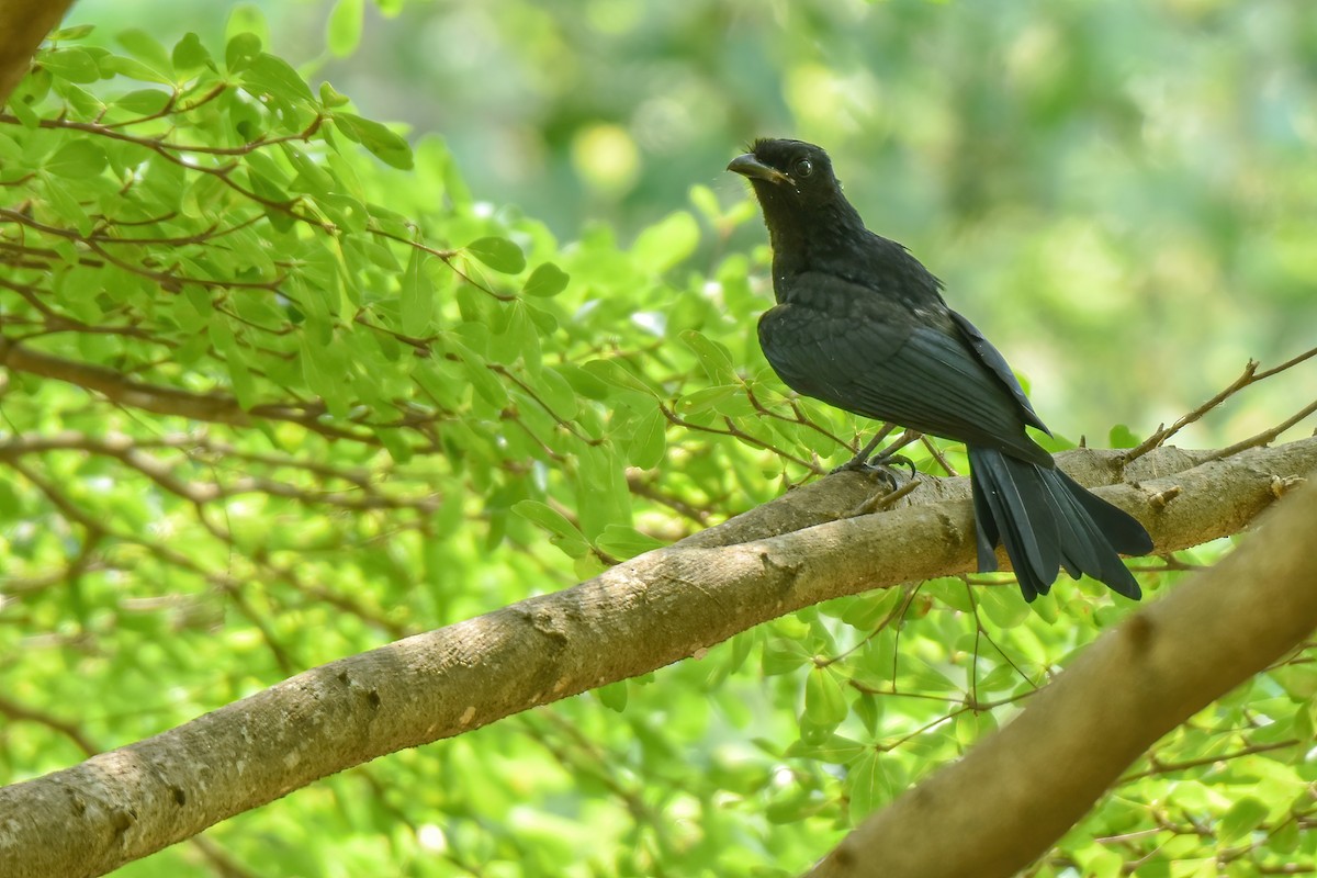 Greater Racket-tailed Drongo - ML618207211