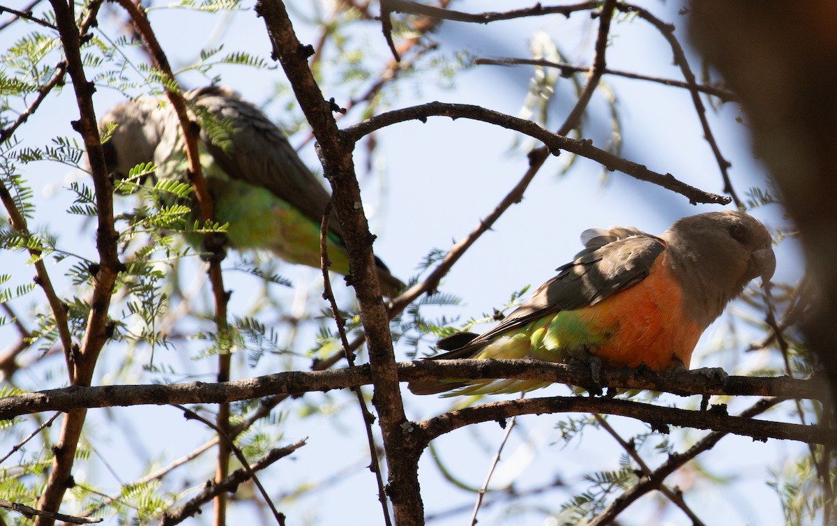 papoušek oranžovoprsý - ML618207217