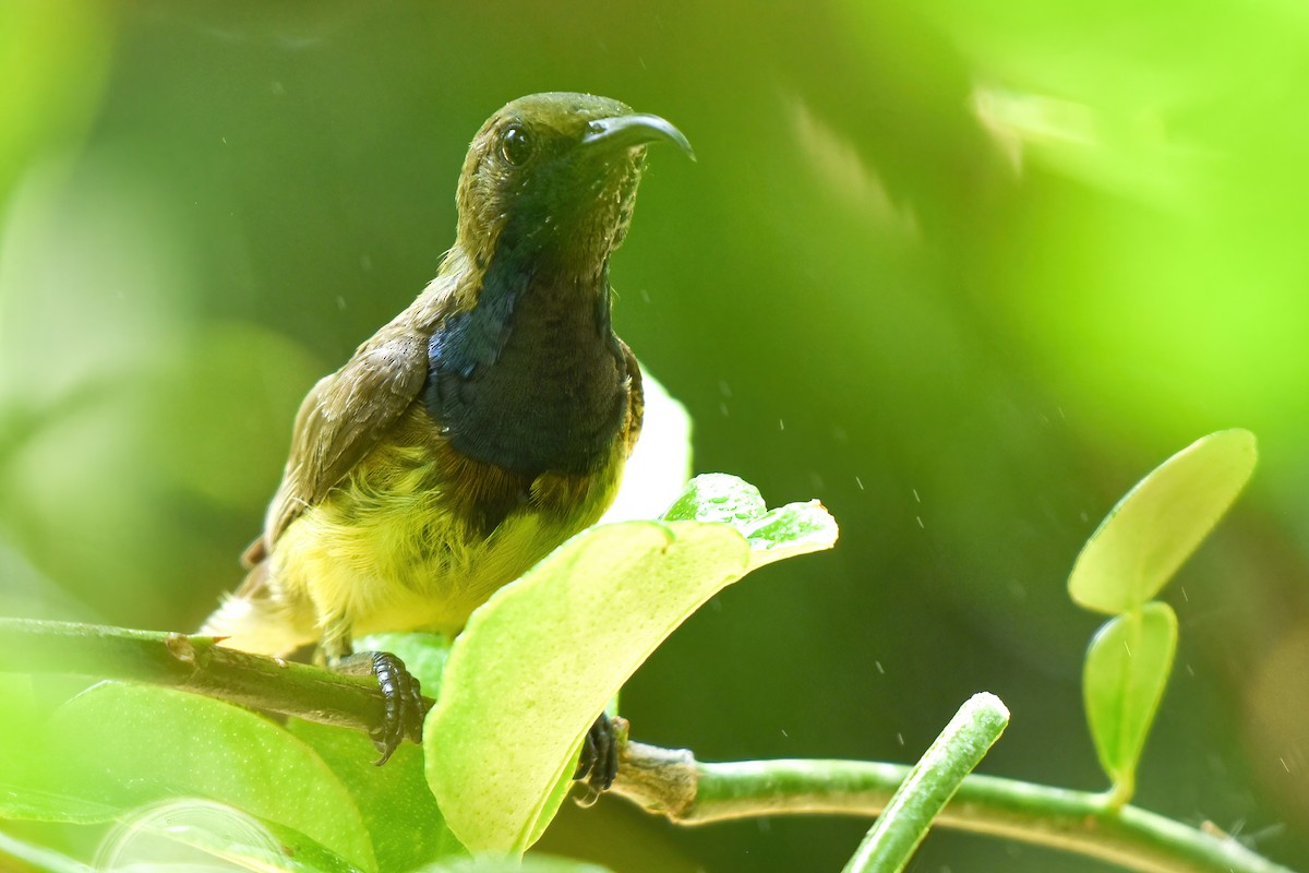 Ornate Sunbird - Thitiphon Wongkalasin