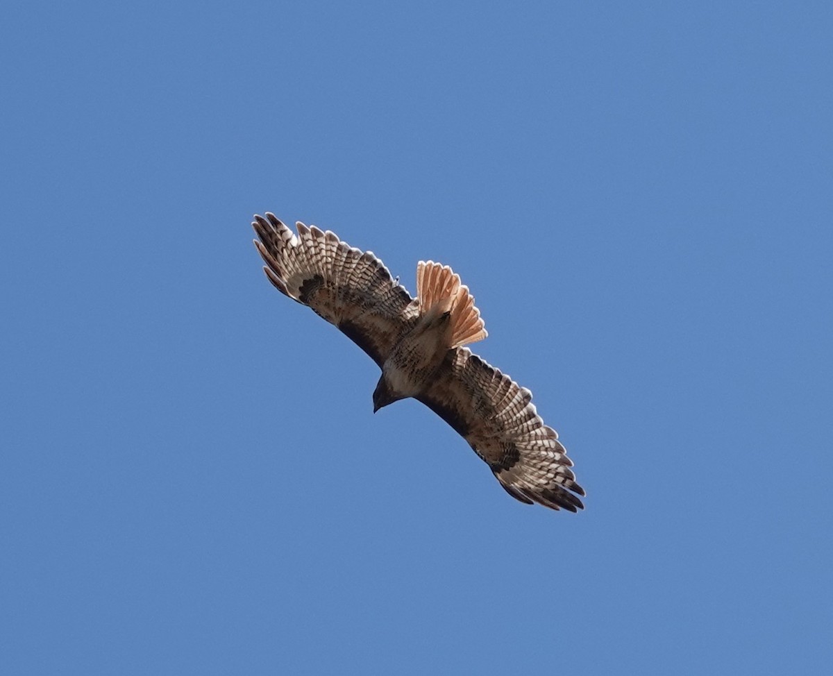 Red-tailed Hawk - Rene Laubach