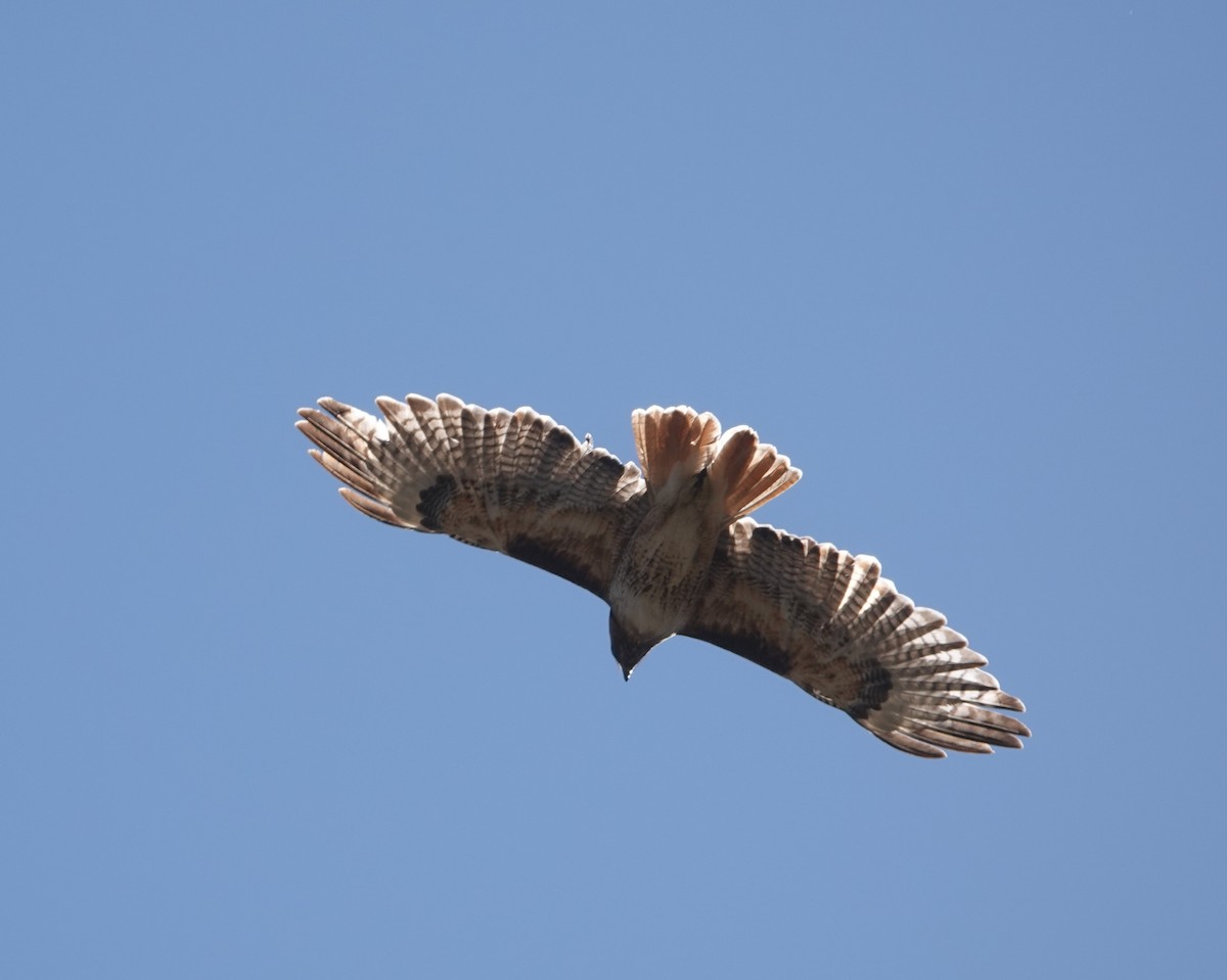 Red-tailed Hawk - ML618207244