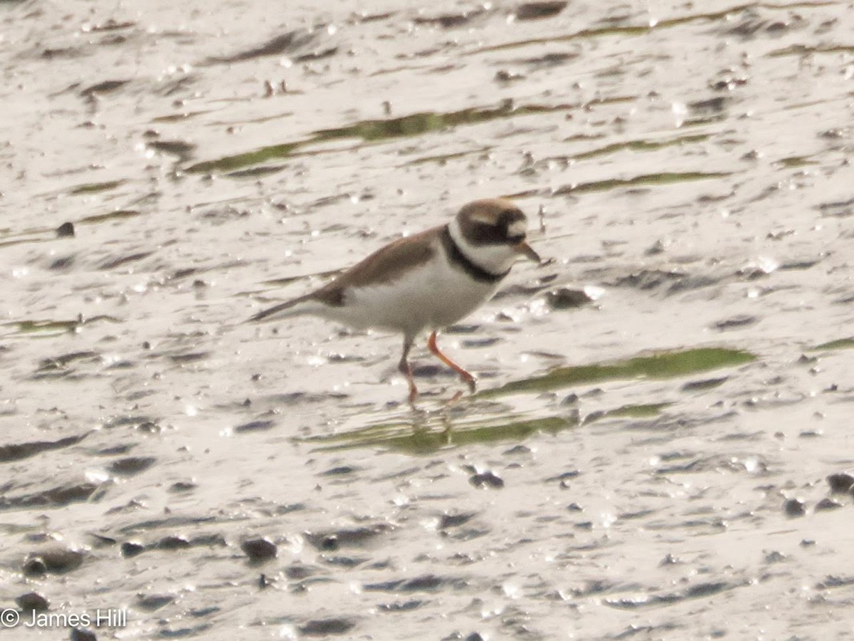 Semipalmated Plover - ML618207315