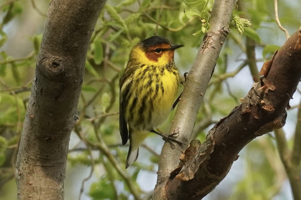 Cape May Warbler - ML618207318