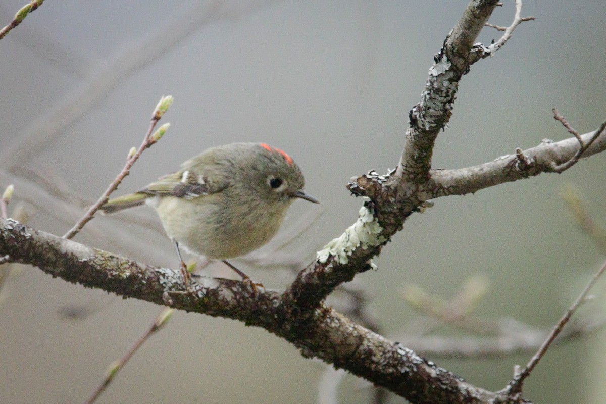 Ruby-crowned Kinglet - Catherine Holland