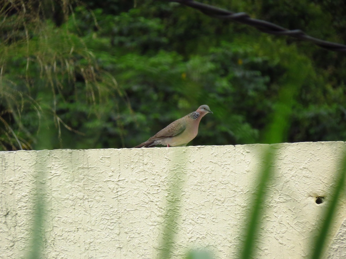 Spotted Dove - ML618207346