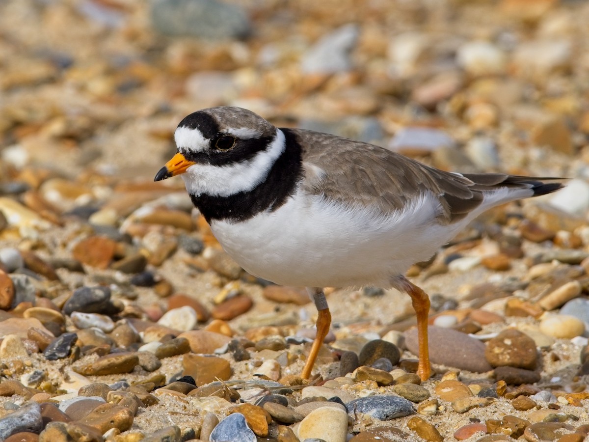 Common Ringed Plover - ML618207393
