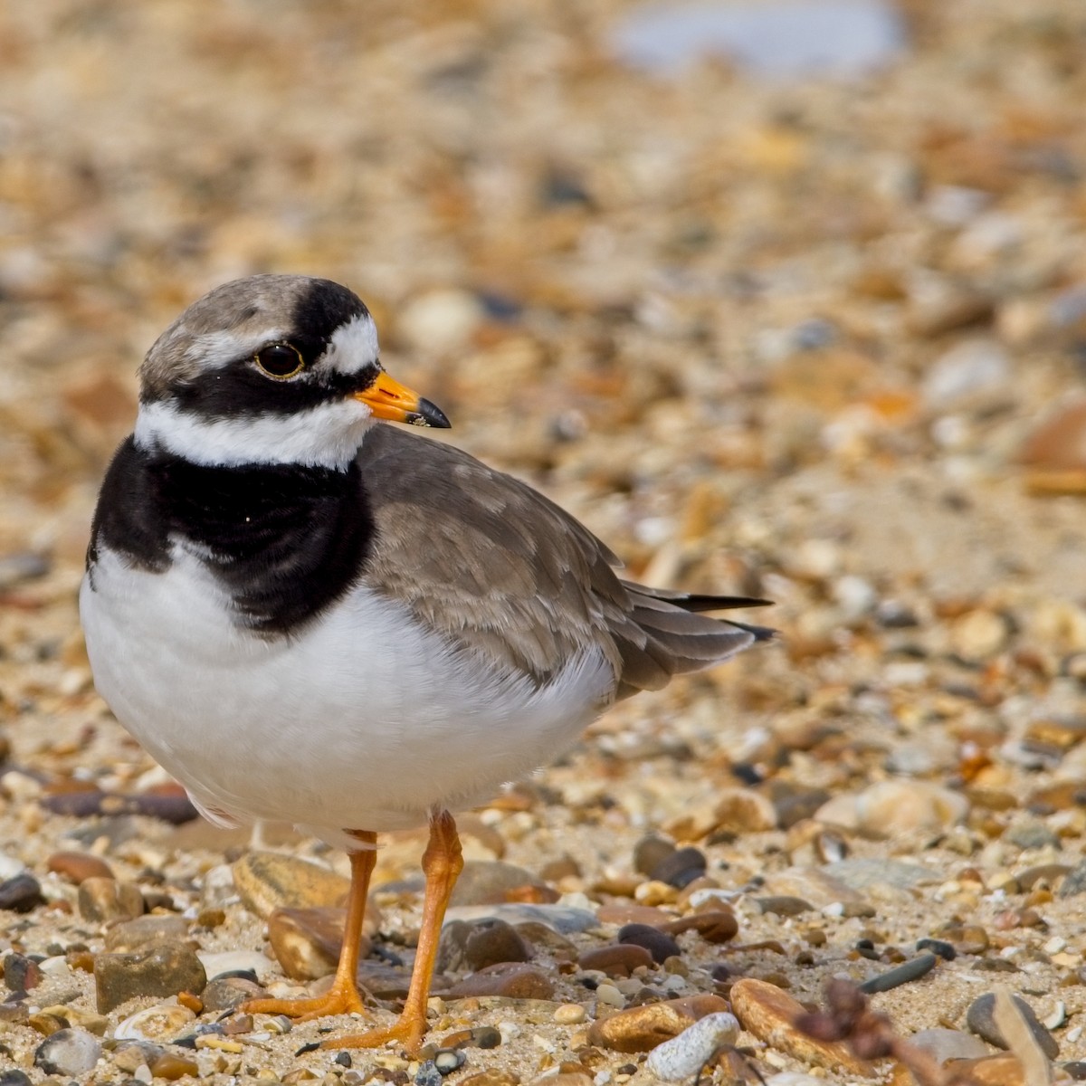 Common Ringed Plover - ML618207410