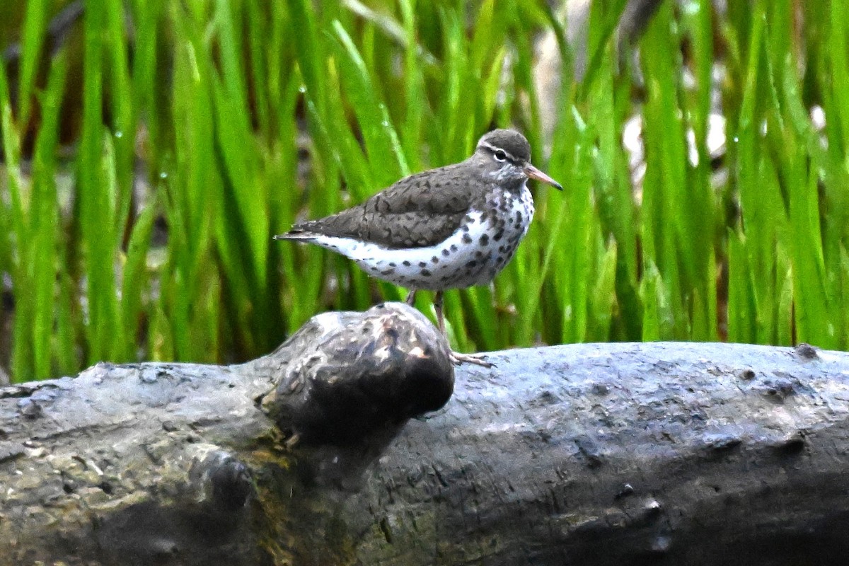 Spotted Sandpiper - Donald Taylor