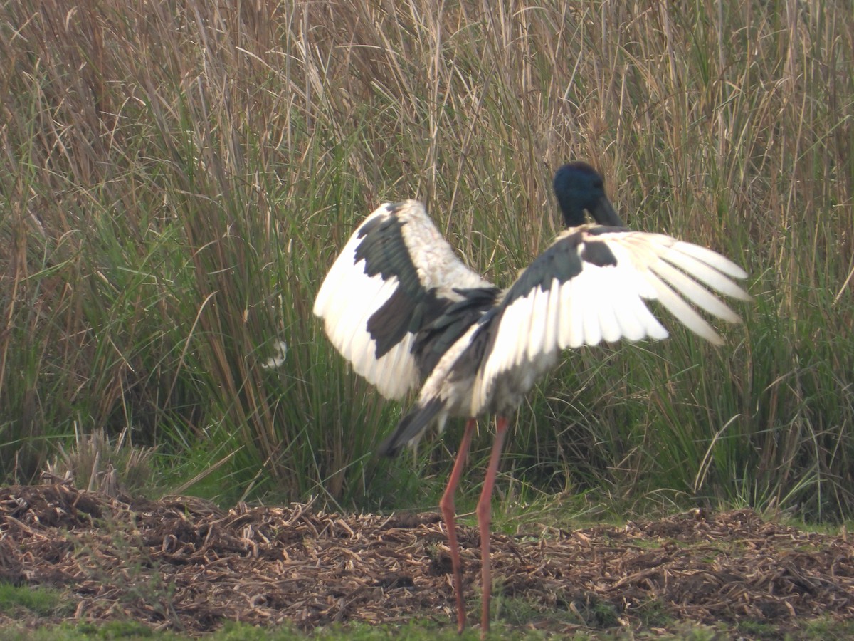 Black-necked Stork - ML618207461