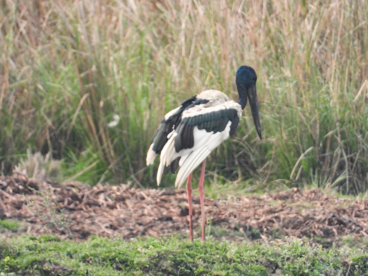 Black-necked Stork - ML618207462