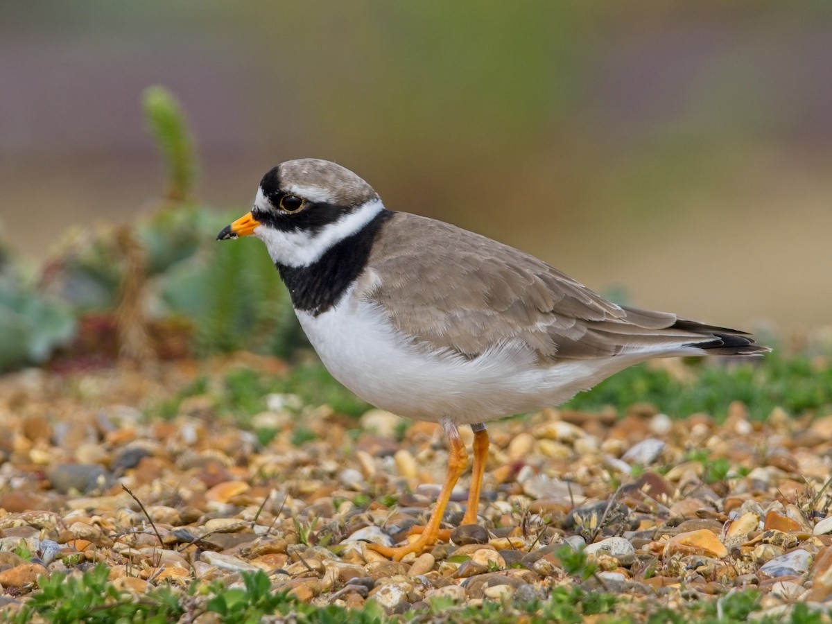 Common Ringed Plover - ML618207464