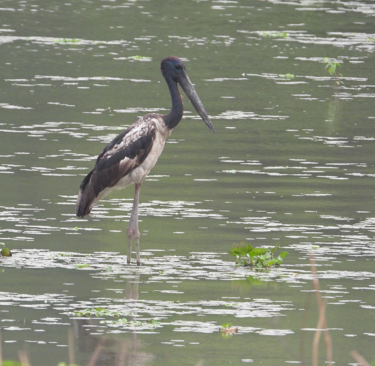 Black-necked Stork - tina shangloo