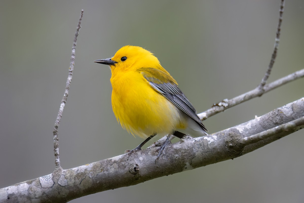 Prothonotary Warbler - David Yeager