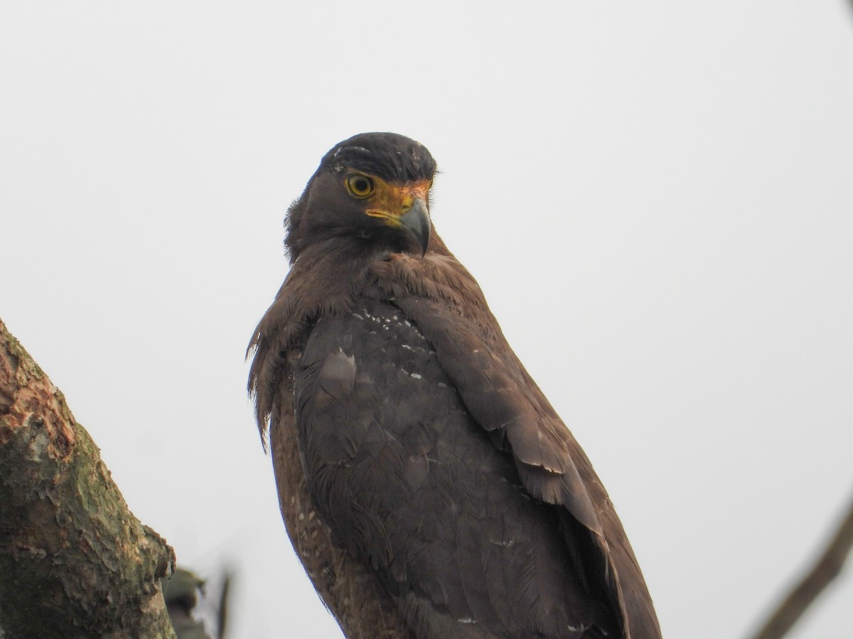 Crested Serpent-Eagle - ML618207490