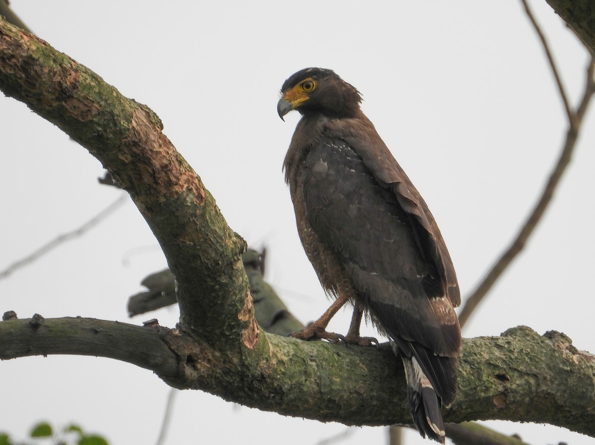 Crested Serpent-Eagle - ML618207491