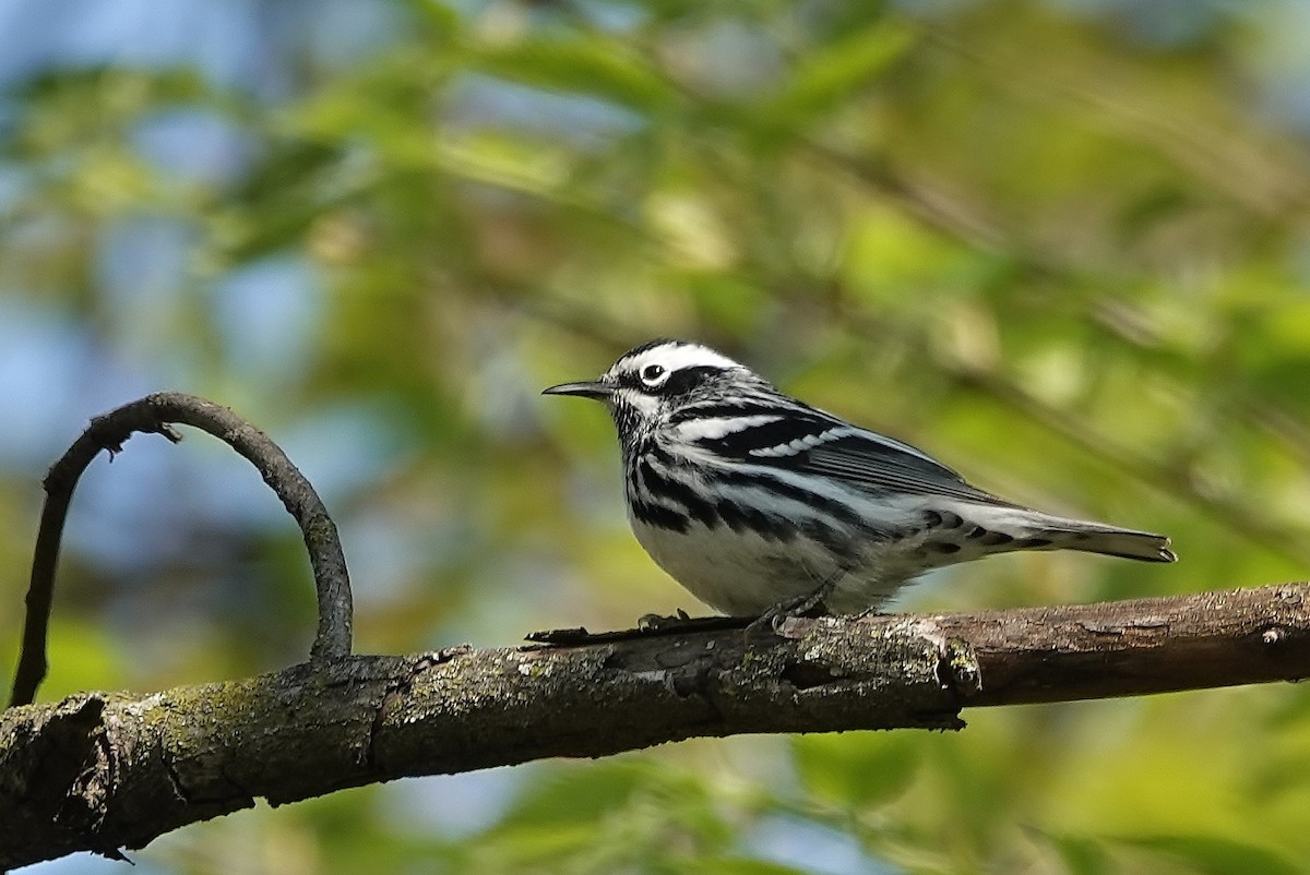 Black-and-white Warbler - ML618207492