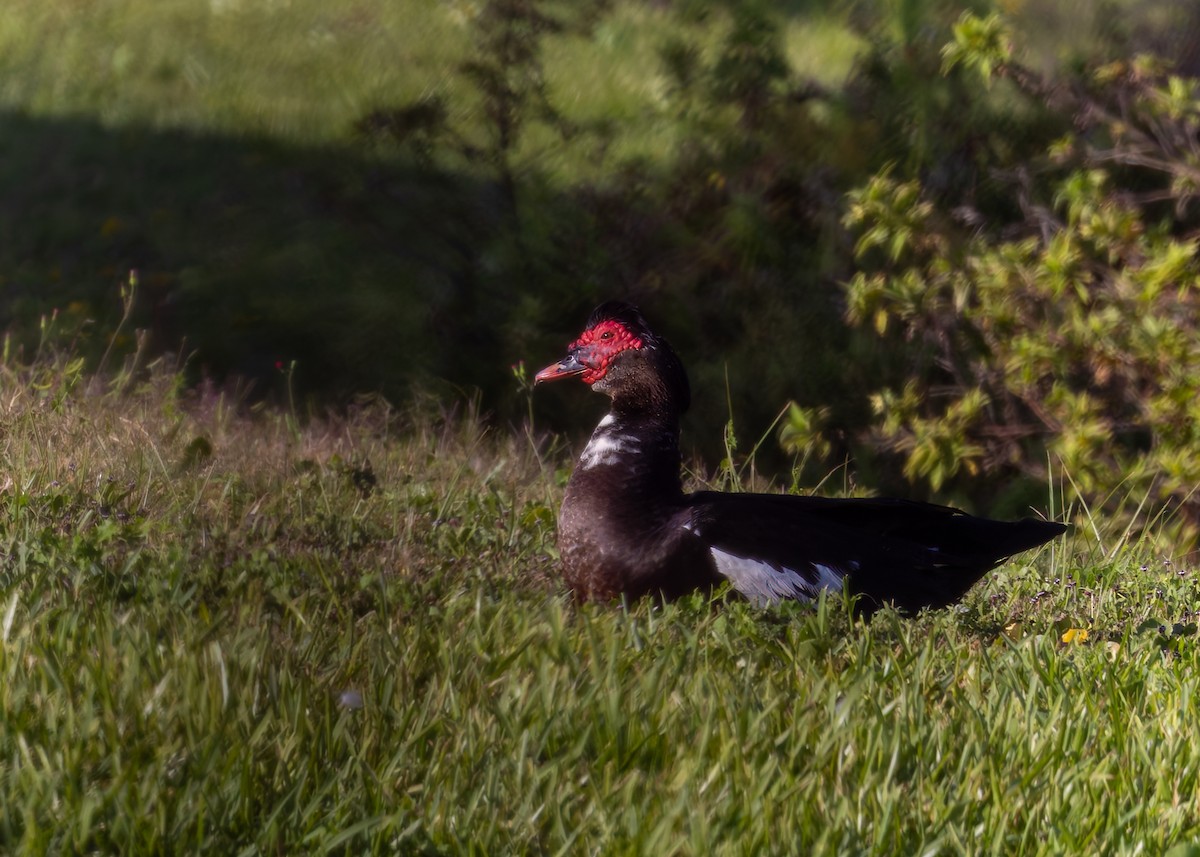 Muscovy Duck (Domestic type) - Verlee Sanburg