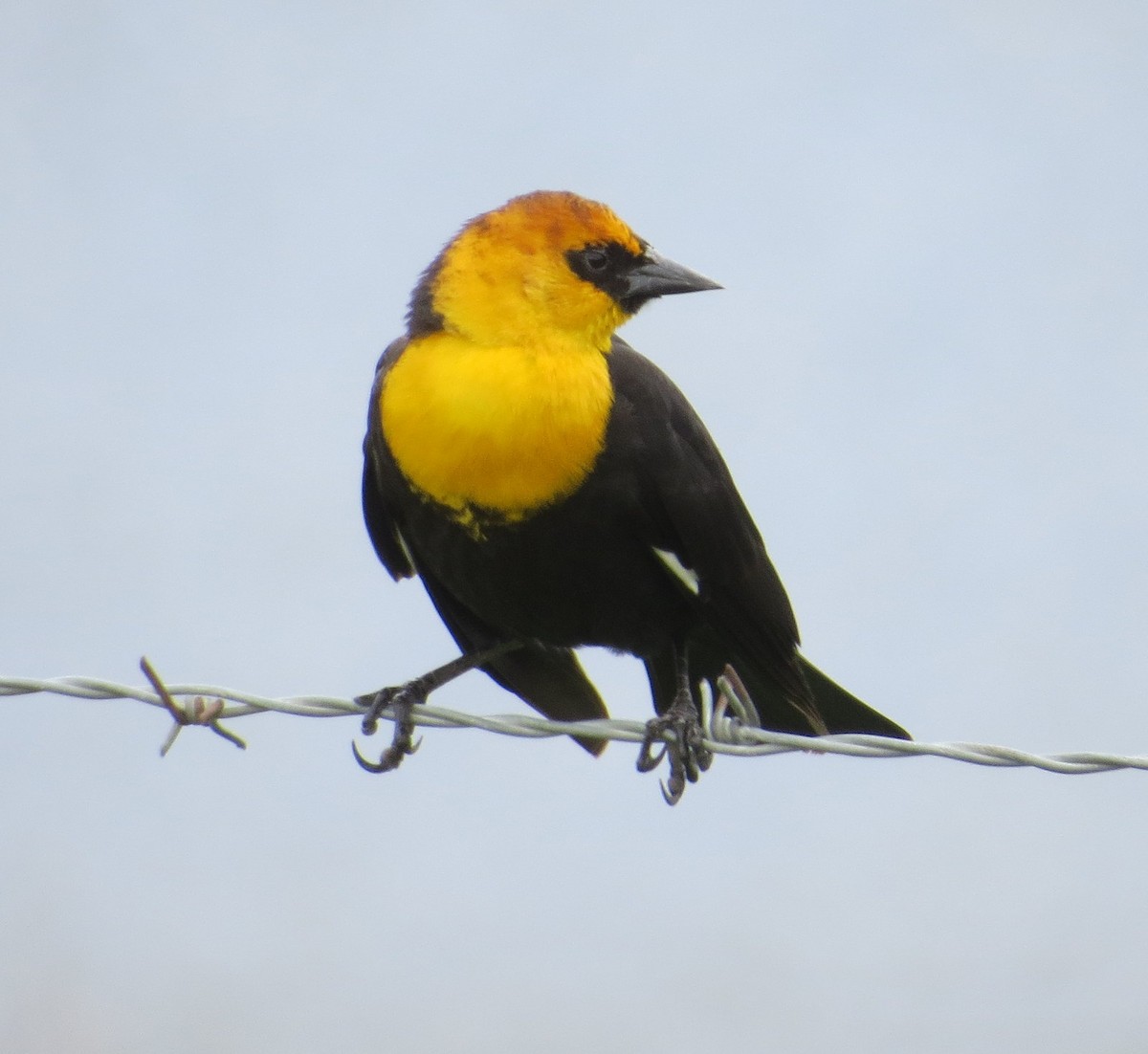 Yellow-headed Blackbird - ML618207500