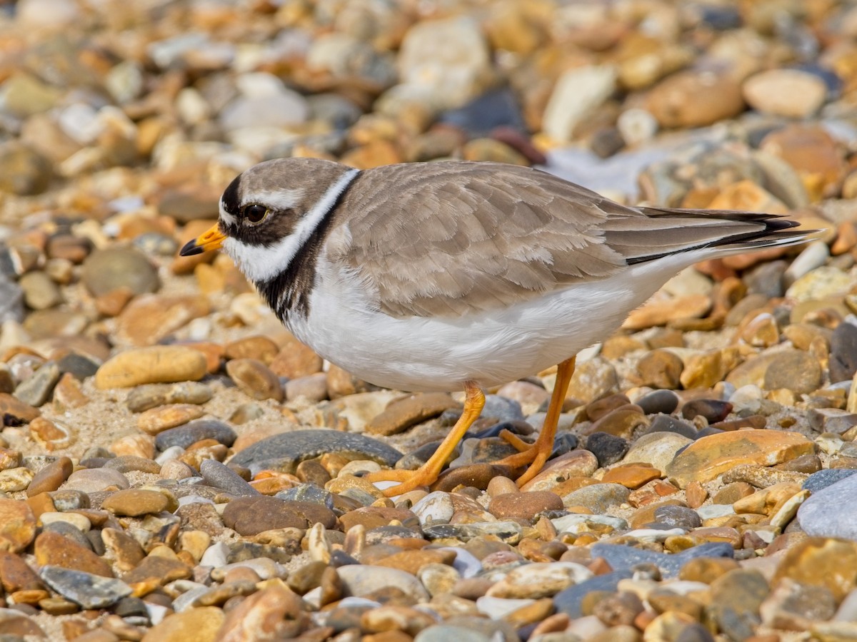 Common Ringed Plover - ML618207527