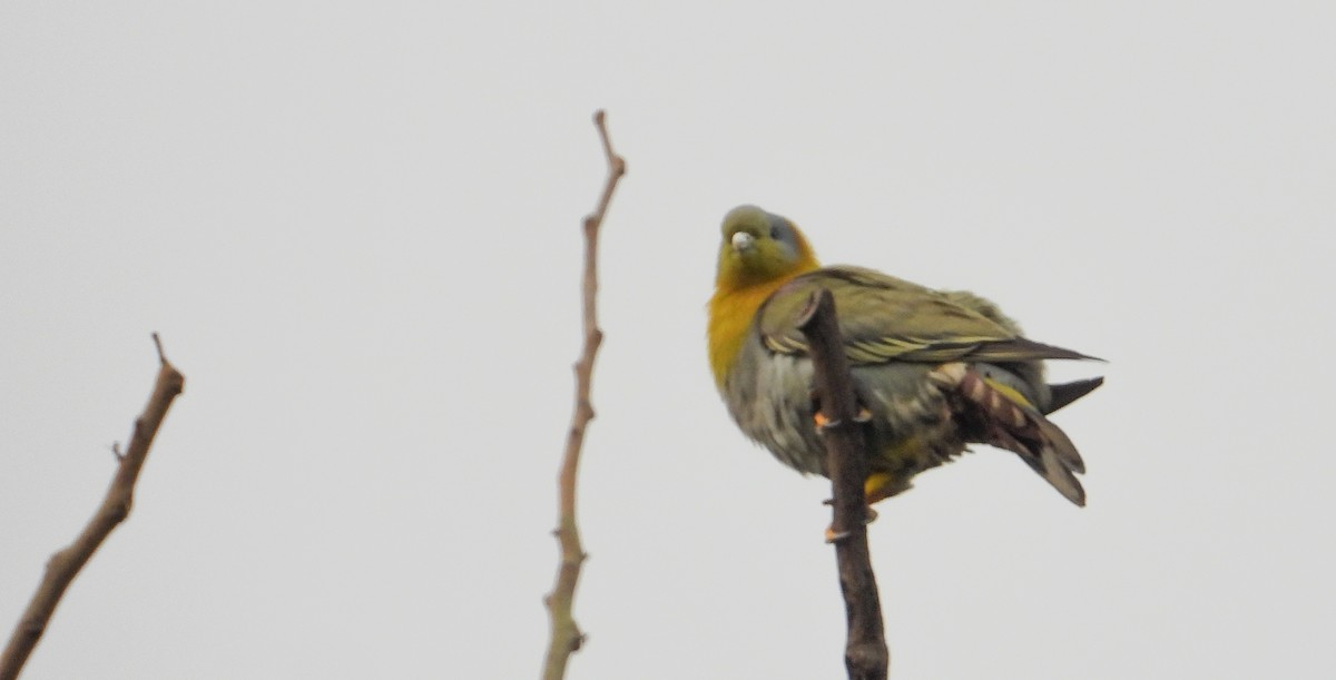 Yellow-footed Green-Pigeon - ML618207547