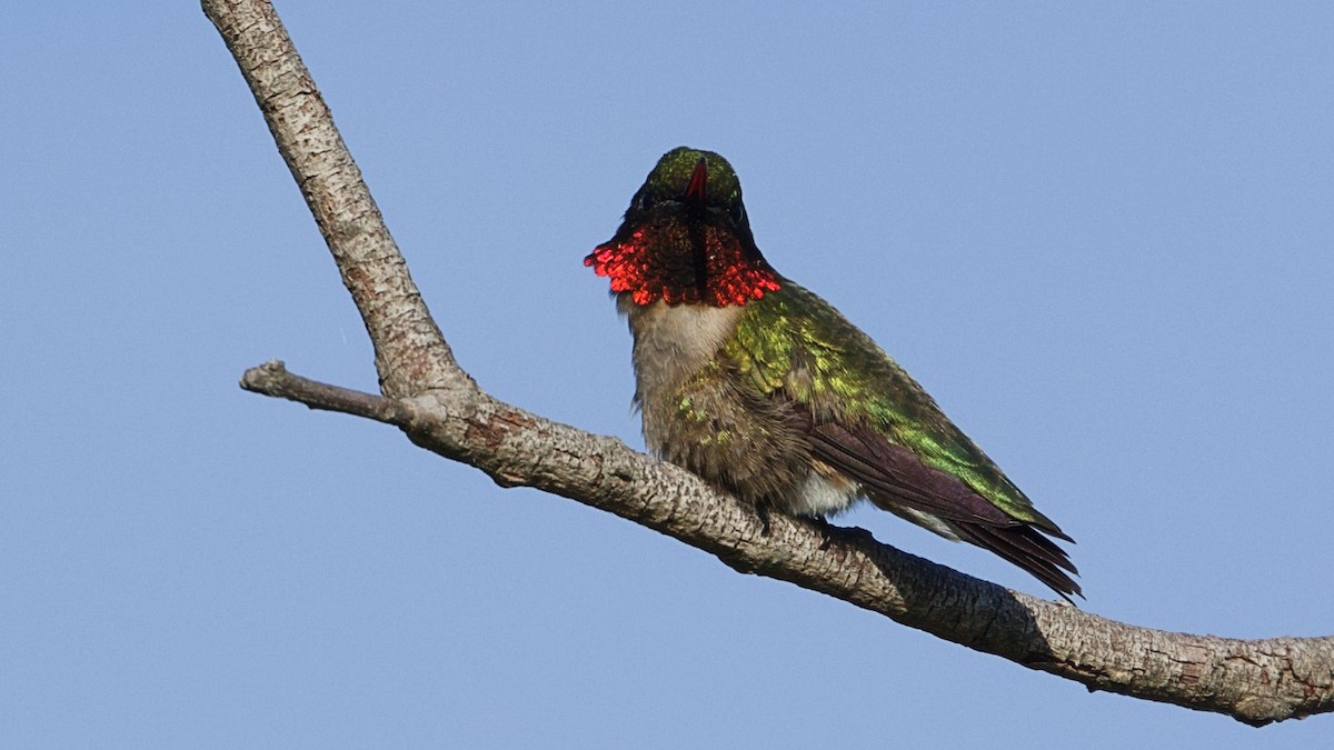 Ruby-throated Hummingbird - ML618207558