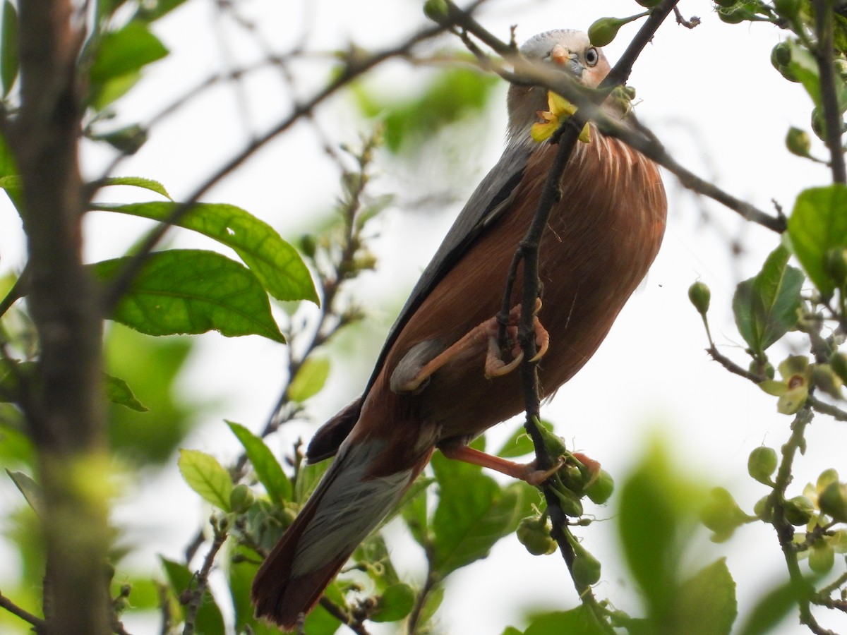 Chestnut-tailed Starling - ML618207596