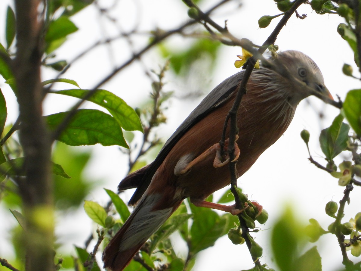 Chestnut-tailed Starling - ML618207597