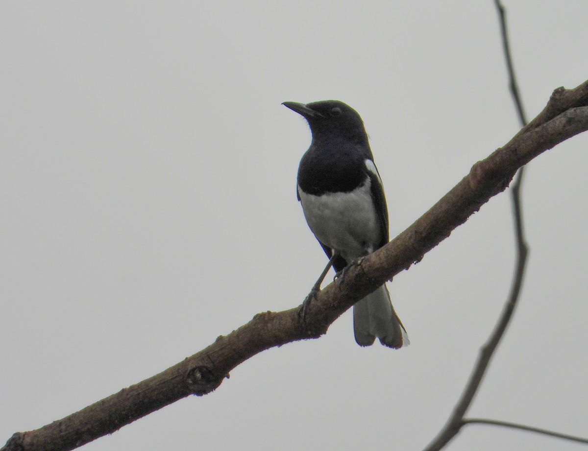 Oriental Magpie-Robin - tina shangloo