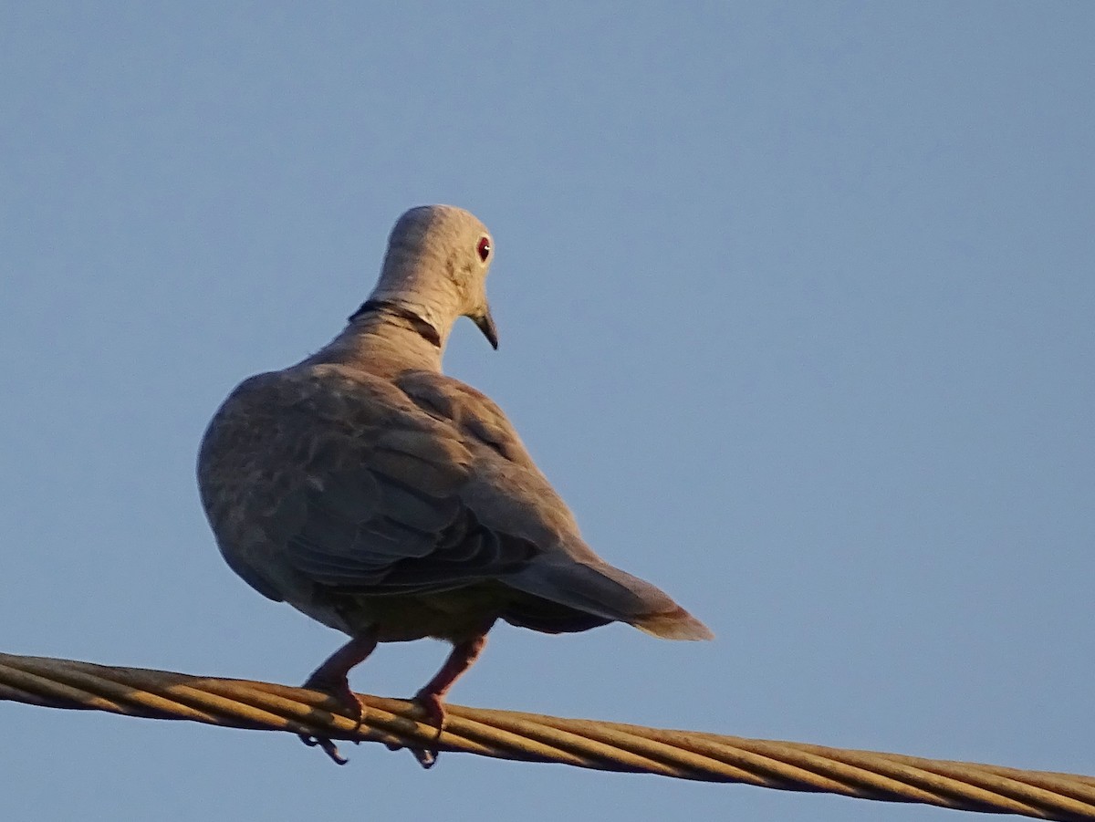 Eurasian Collared-Dove - Sri Srikumar