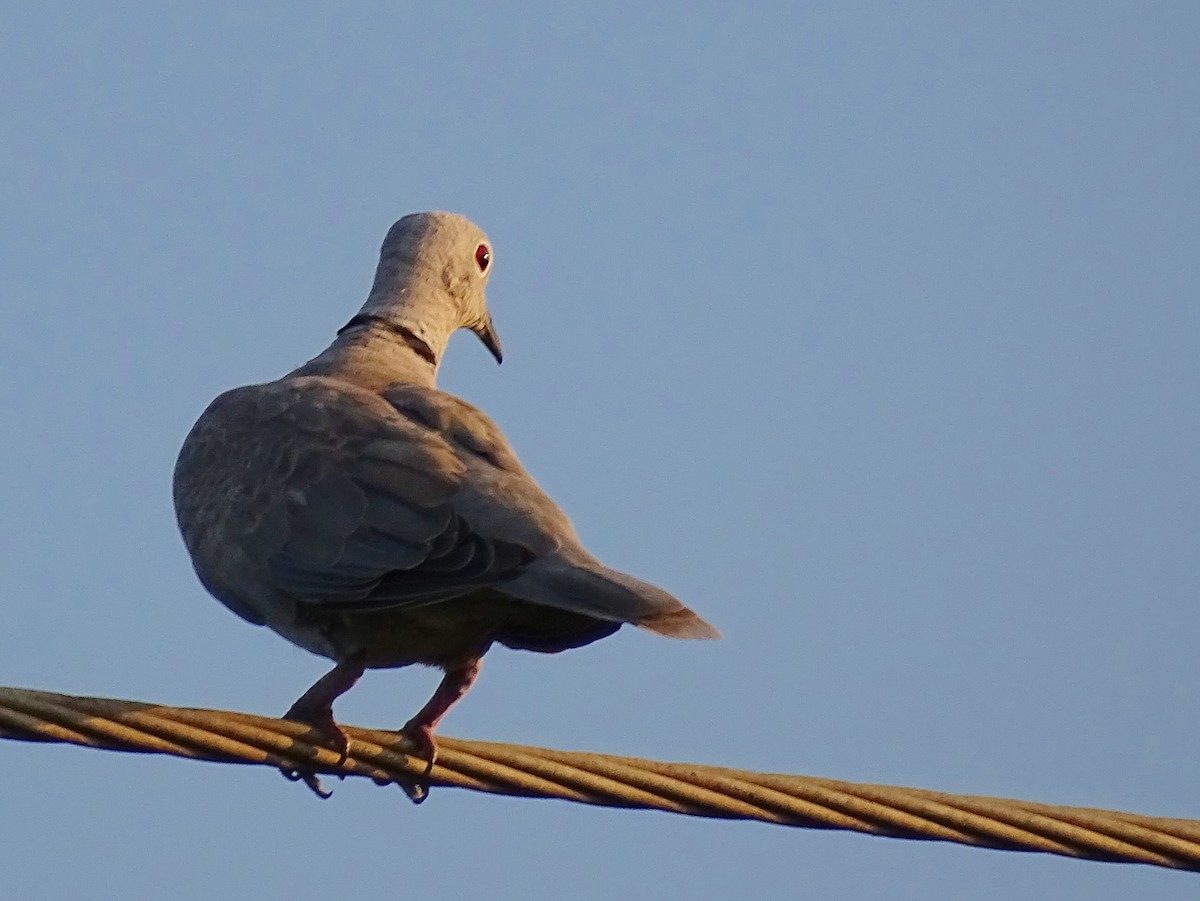 Eurasian Collared-Dove - Sri Srikumar