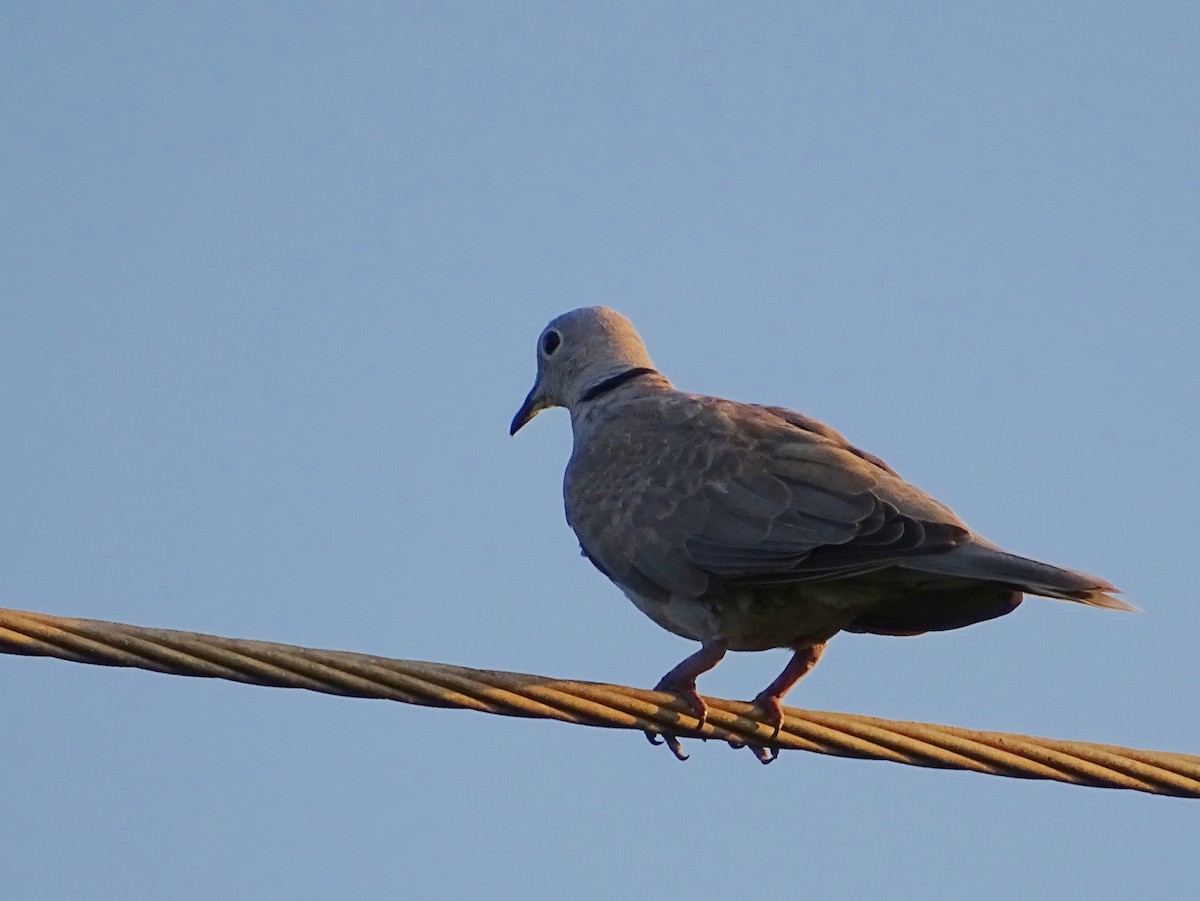 Eurasian Collared-Dove - ML618207657