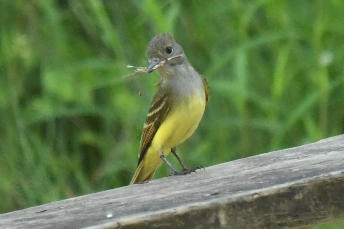 Great Crested Flycatcher - ML618207672