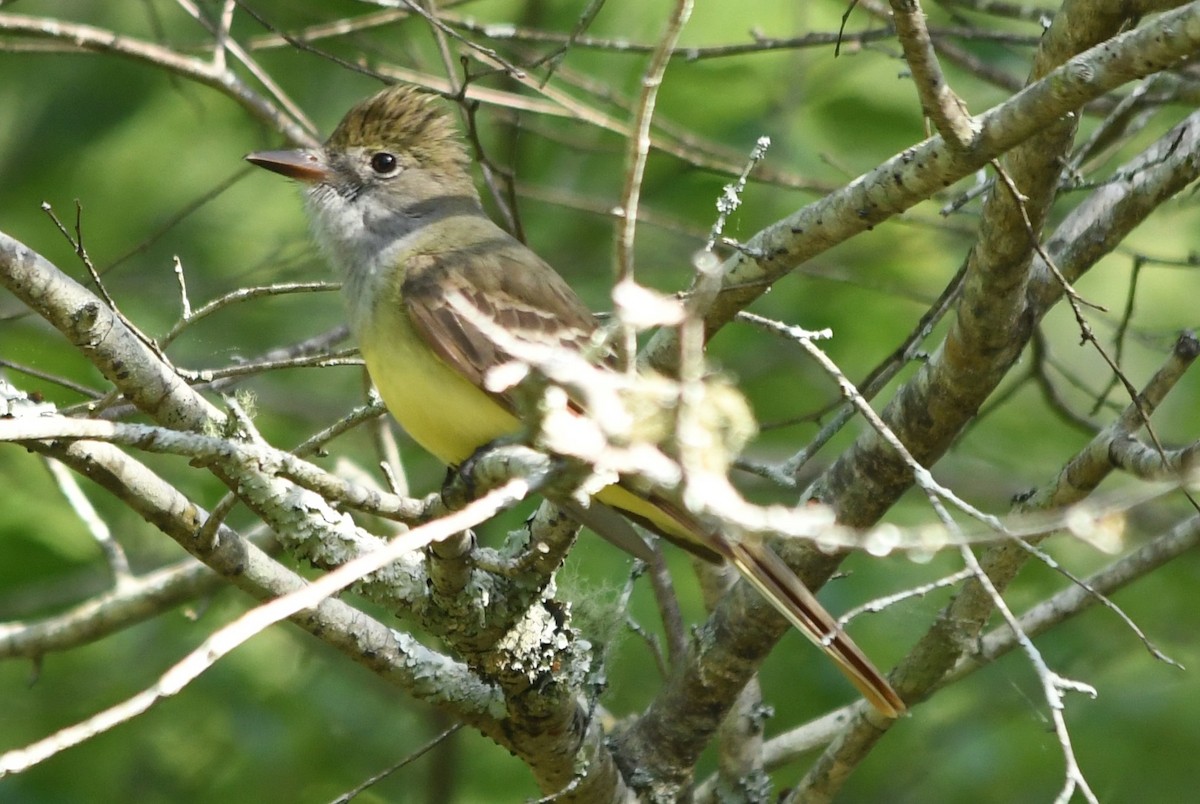 Great Crested Flycatcher - ML618207673