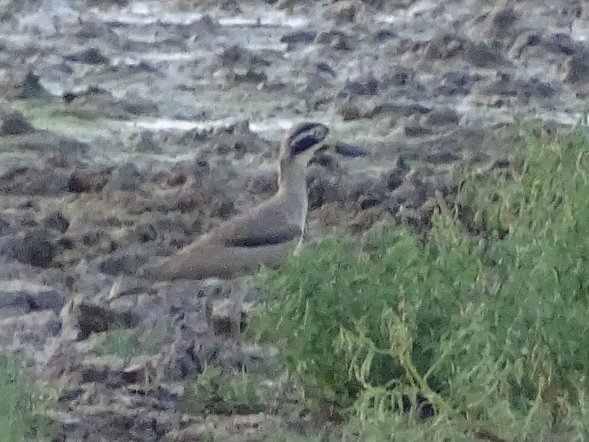 Great Thick-knee - ML618207696