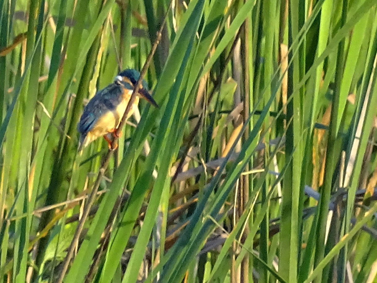 Common Kingfisher - Sri Srikumar