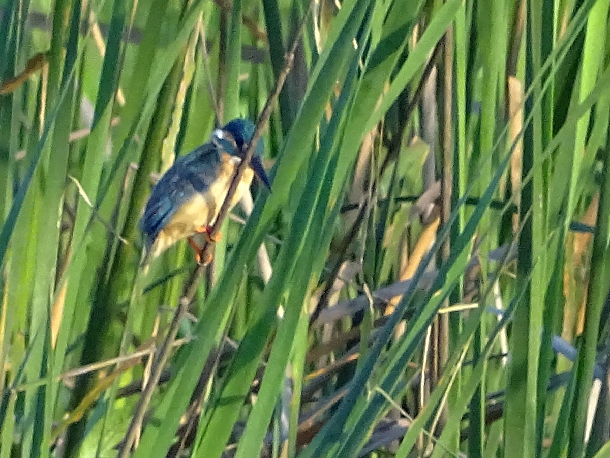 Common Kingfisher - Sri Srikumar