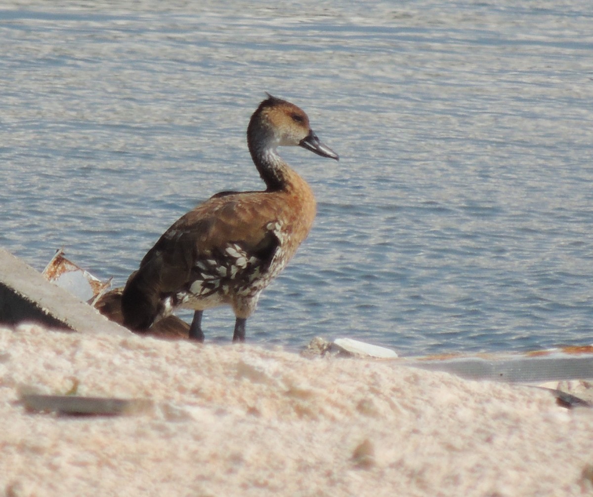 West Indian Whistling-Duck - ML618207817