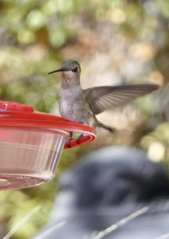 Costa's Hummingbird - ML618207833