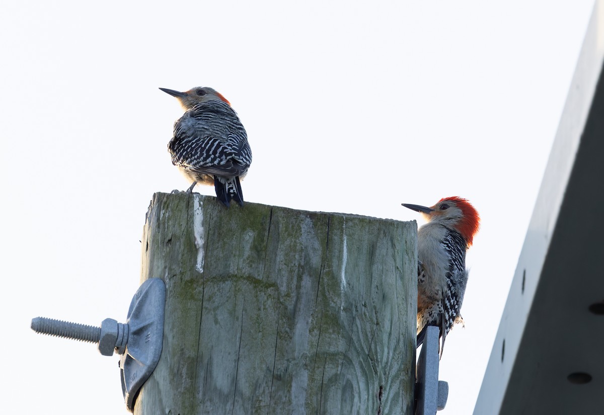 Red-bellied Woodpecker - ML618207837